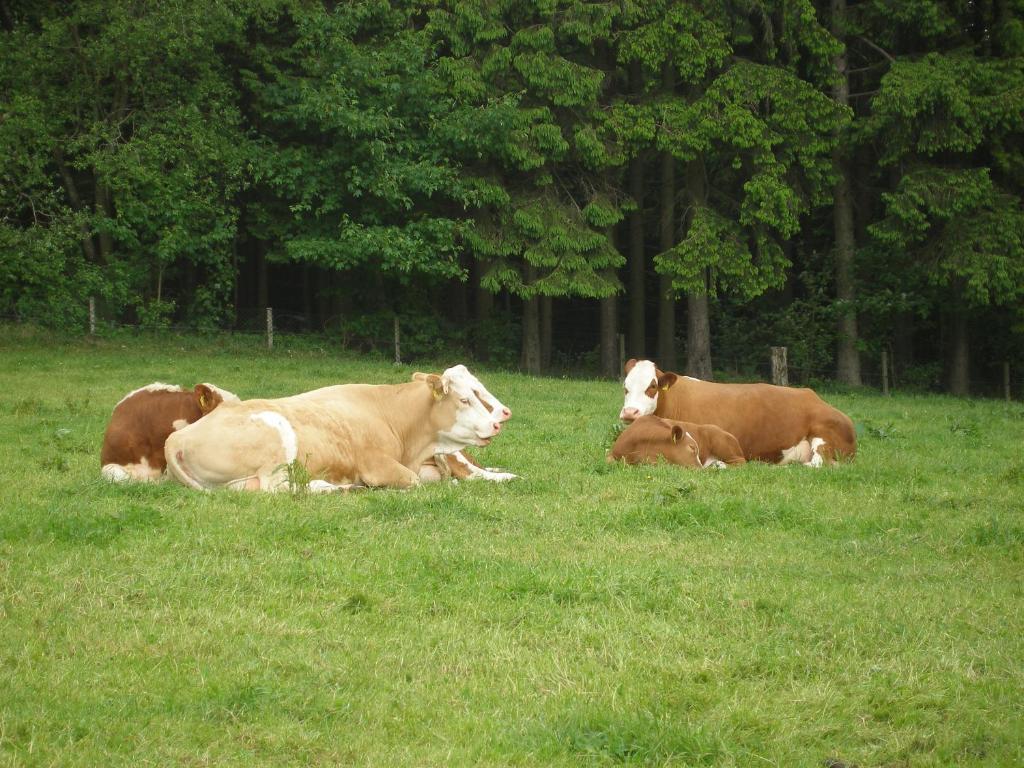Hoppe Bauernhof Wildewiese